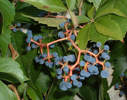 Viță de Canada 0.50 m / Parthenocissus mix /