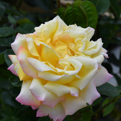 Trandafir teahibrid "Peace Gloria Dei" – / Rosa HT "Peace Gloria Dei"/