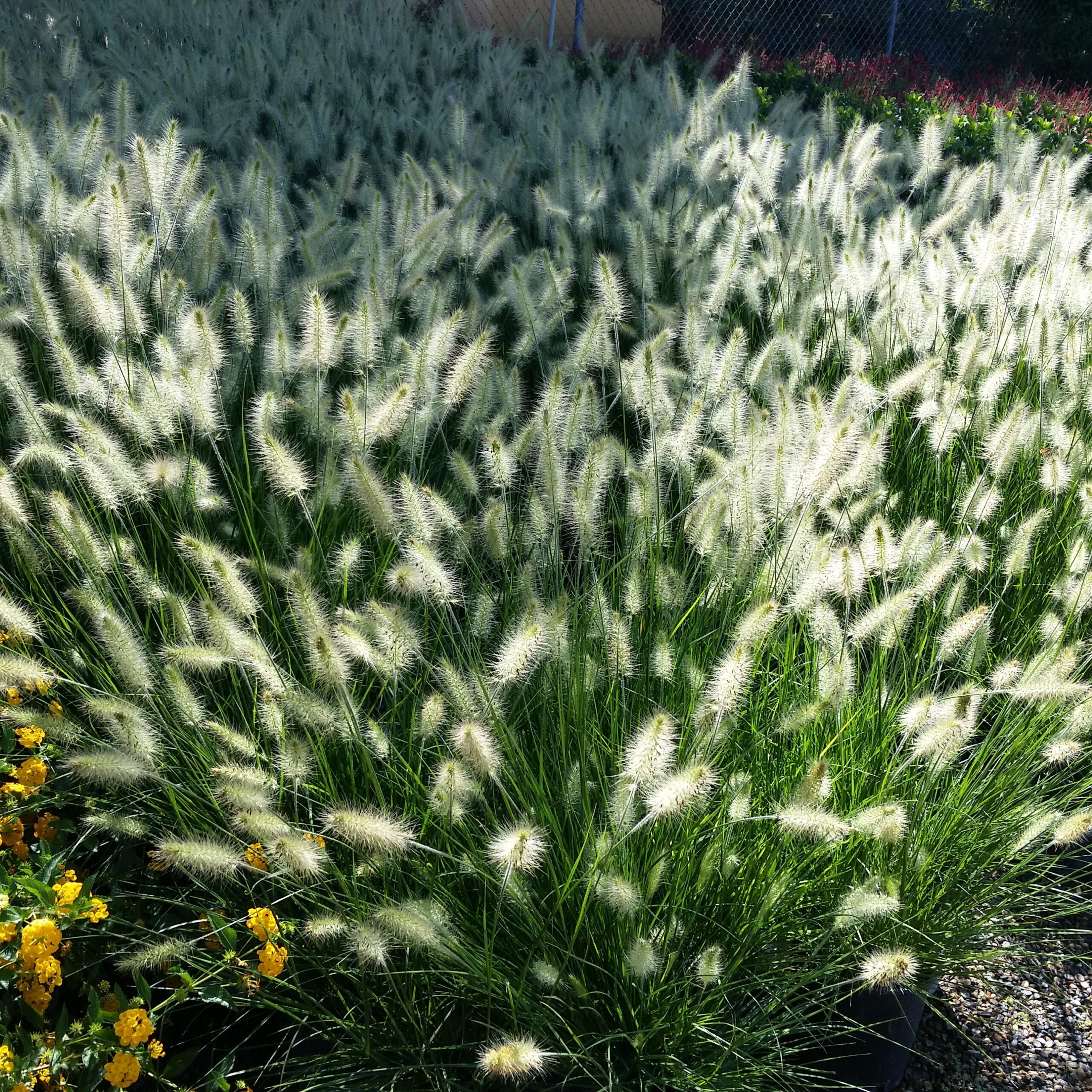 Pennisetum alopecuroides "Little Bunny"