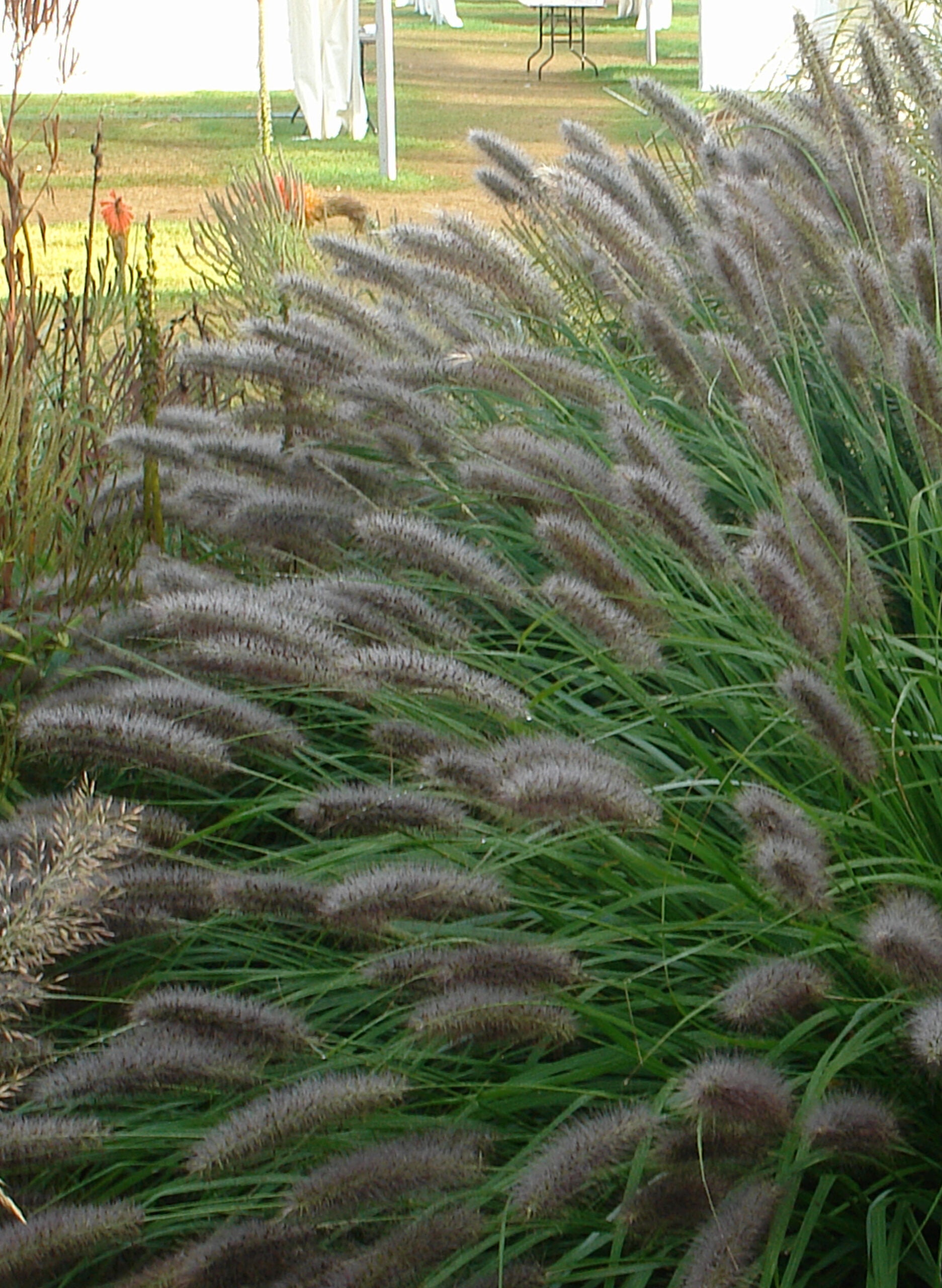 Pennisetum alopecuroides "Red Head" - Gradina Noastra