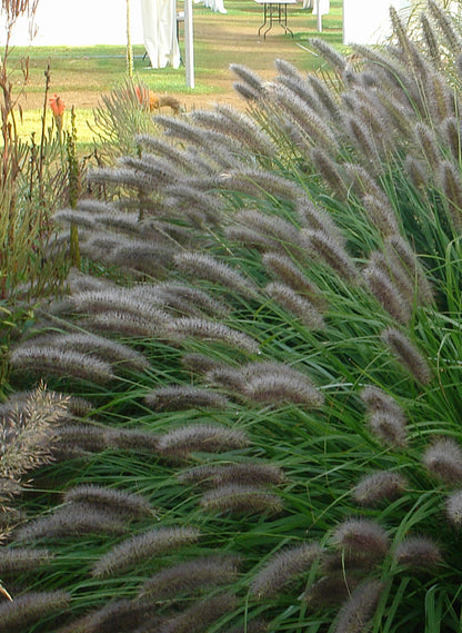 Pennisetum alopecuroides "Red Head" - Gradina Noastra