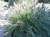 Pennisetum alopecuroides "Moudry" - Gradina Noastra