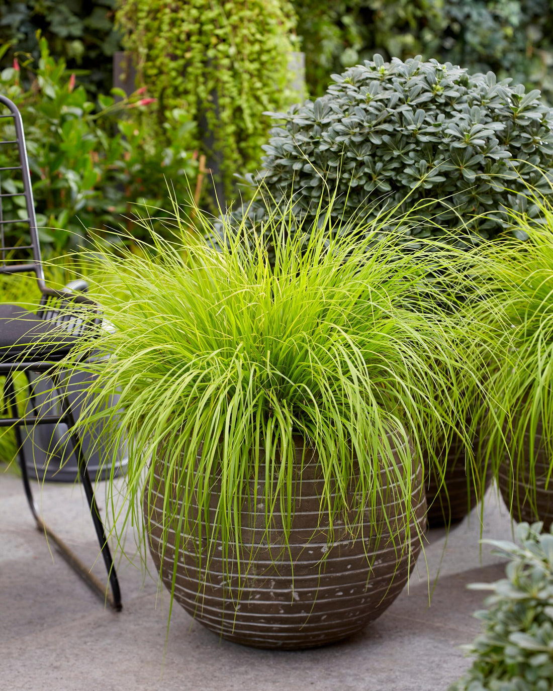 Pennisetum alopecuroides "JS Jommenik" 0.10 - 0.20 m by gradina-noastra