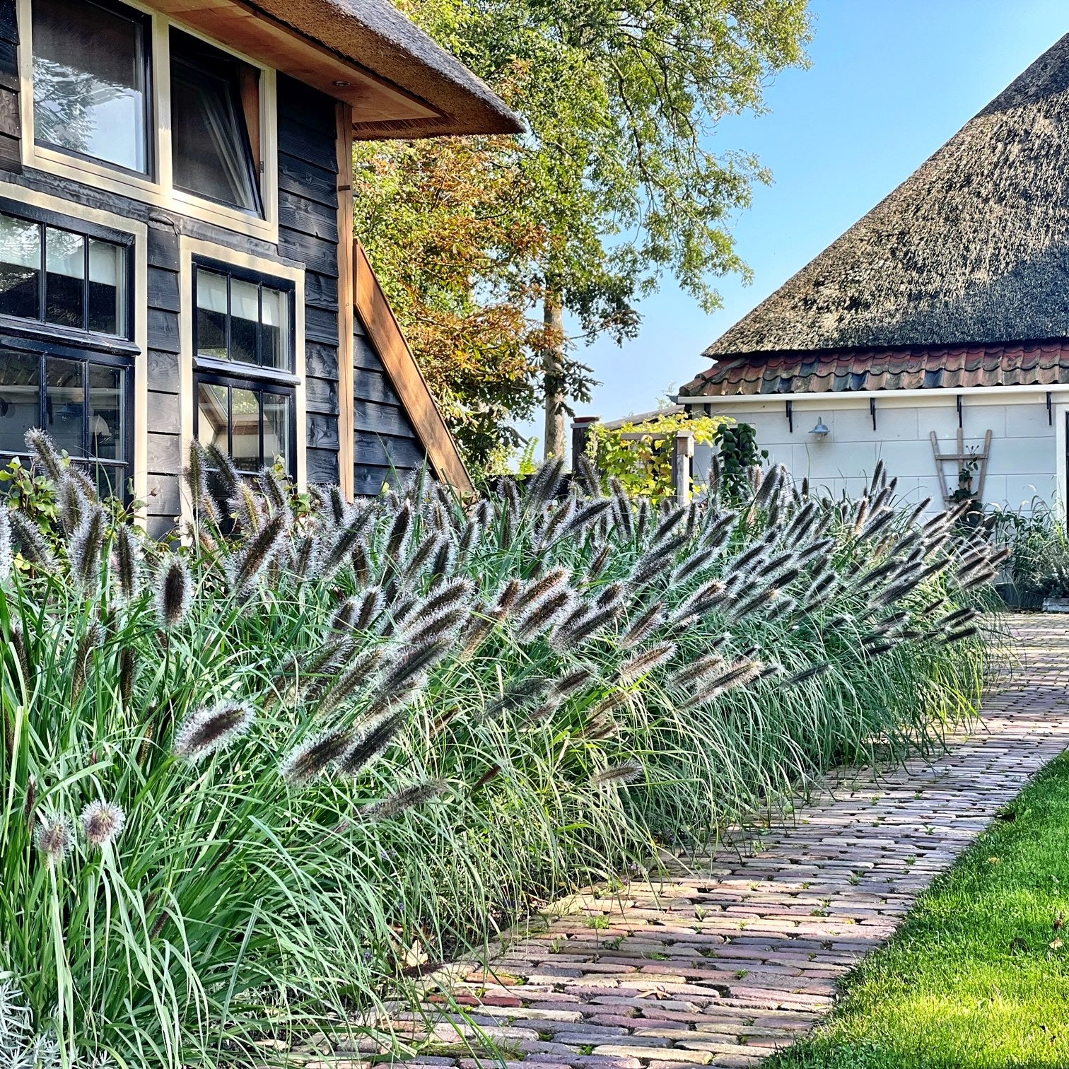 Pennisetum alopecuroides "Red Head" - Gradina Noastra