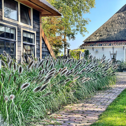 Pennisetum alopecuroides "Red Head" - Gradina Noastra