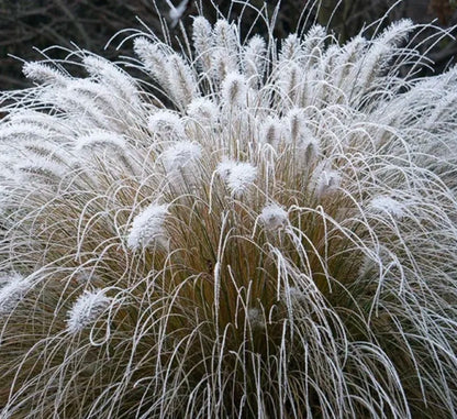 Pennisetum alopecuroides "Hameln"