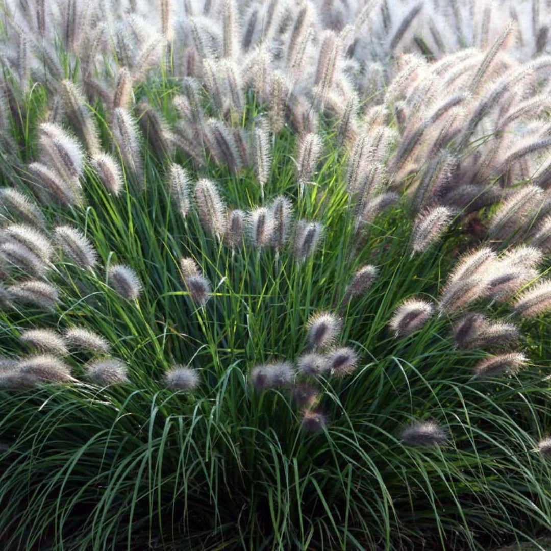 Pennisetum alopecuroides "Moudry" - Gradina Noastra