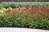 Persicaria amplexicaulis &