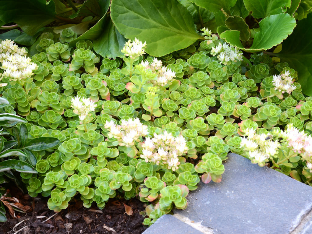 Iarba grasa &quot;Album Superbum&quot;0.10 - 0.20 m / Sedum spurium &quot;Album Superbum&quot;/
