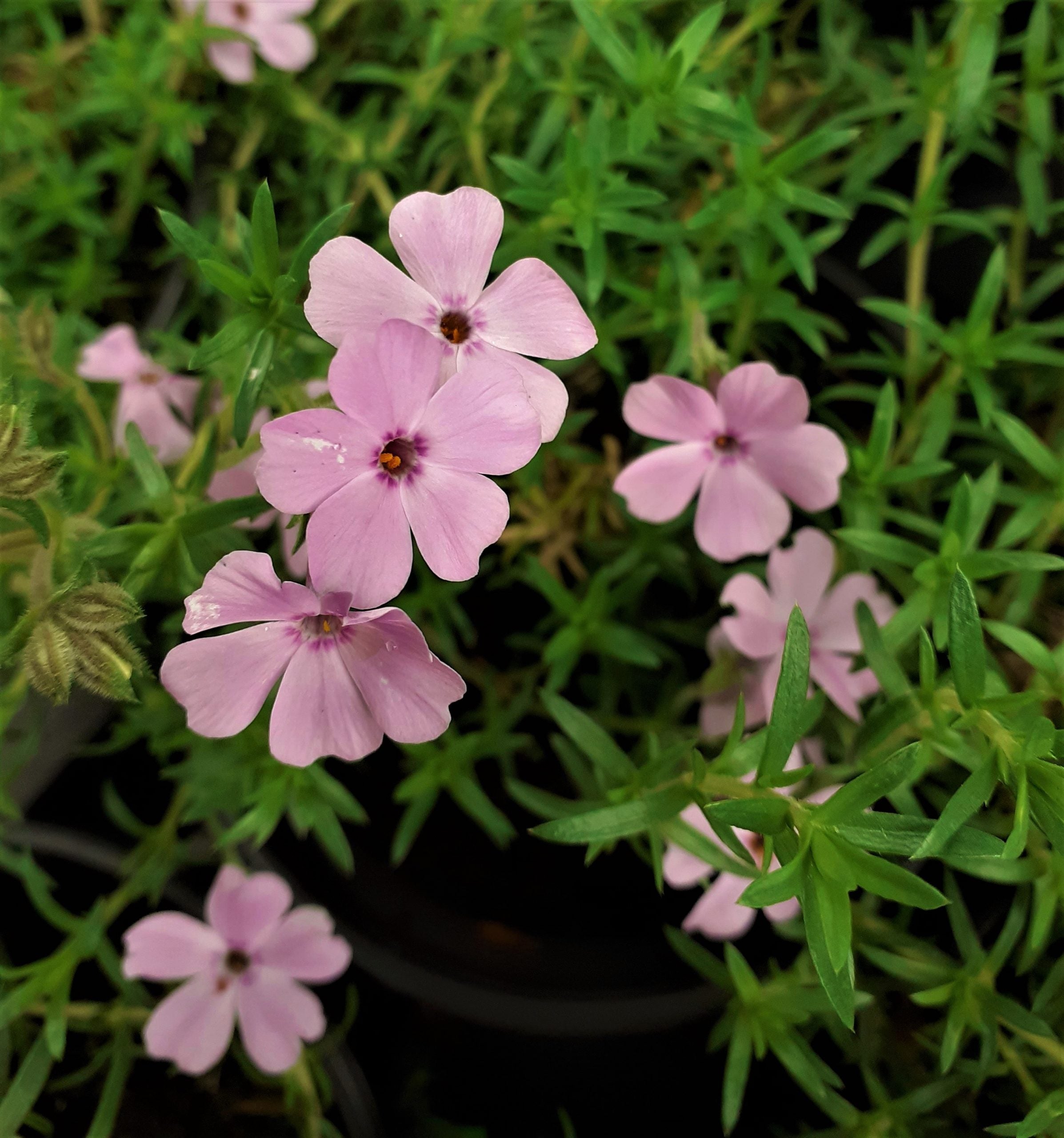 Phlox 3 culori / Phlox Subulata "Bavaria, Benita, G.F. Wilson, Fabulous Rose / - Gradina Noastra