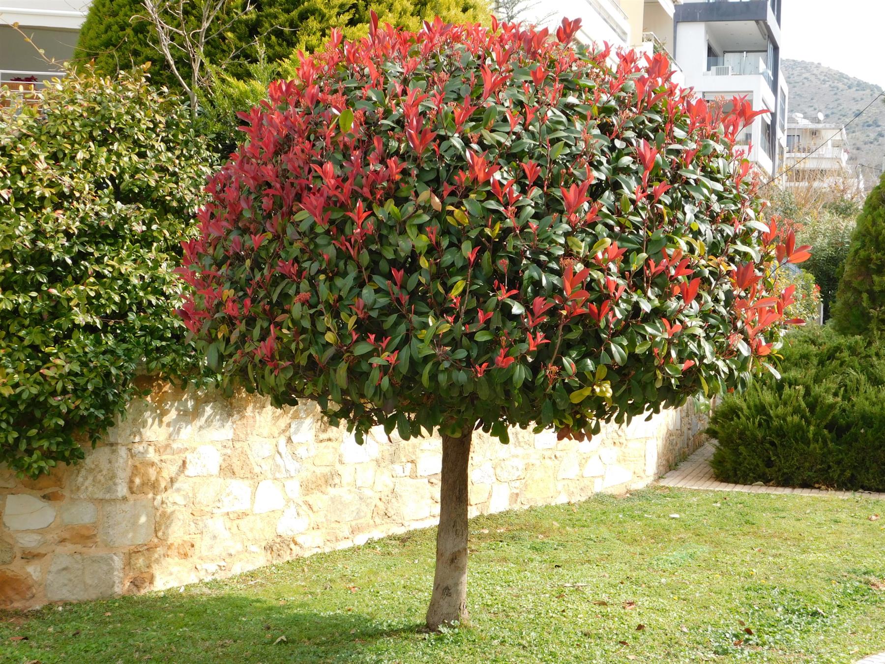 Photinia "Carre Rouge" pomisor / Photinia x fraseri "Carre Rouge"/