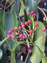 Photinia "Red Robin" minge / Photinia serulata "Red Robin"/ - Gradina Noastra