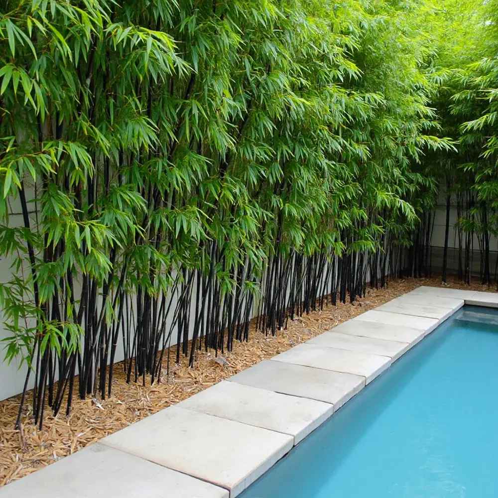 Bambus negru / Phyllostachys nigra  /