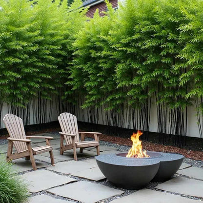 Bambus negru / Phyllostachys nigra  /