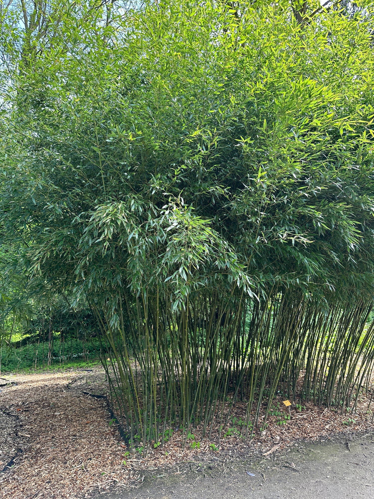 Bambus vesnic verde / Phillostachys bissetii  /