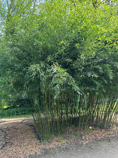 Bambus vesnic verde / Phillostachys bissetii  /