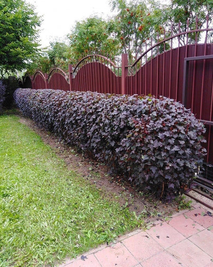 Physocarpus "Diabolo" / Physocarpus opulifolius "Diabolo"/ - Gradina Noastra