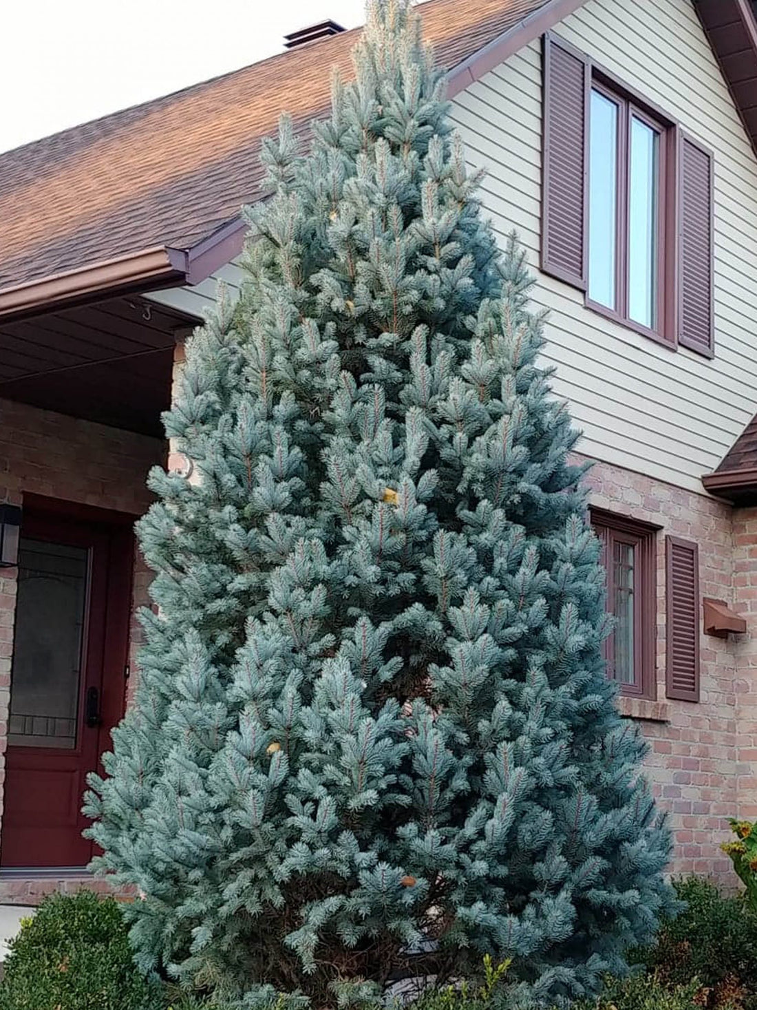 Molid argintiu columnar 1.20 - 1.30 m / Picea pungens "Iseli Fastigiata" / - Gradina Noastra