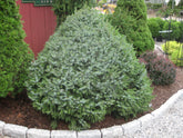 Molid sarbesc "Nana" / Picea omorika "Nana" / - Gradina Noastra