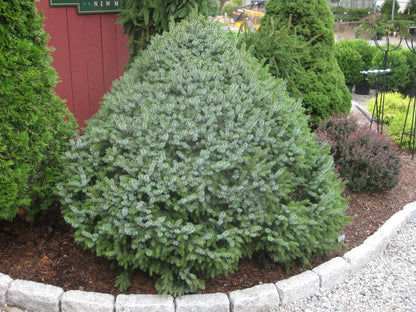 Molid sarbesc "Nana" / Picea omorika "Nana" / - Gradina Noastra