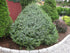 Molid sarbesc "Nana" / Picea omorika "Nana" / - Gradina Noastra