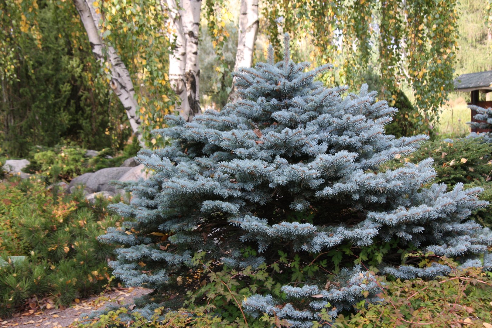 Molid argintiu globular pomisor / Picea pungens "Glauca Globosa" - Gradina Noastra
