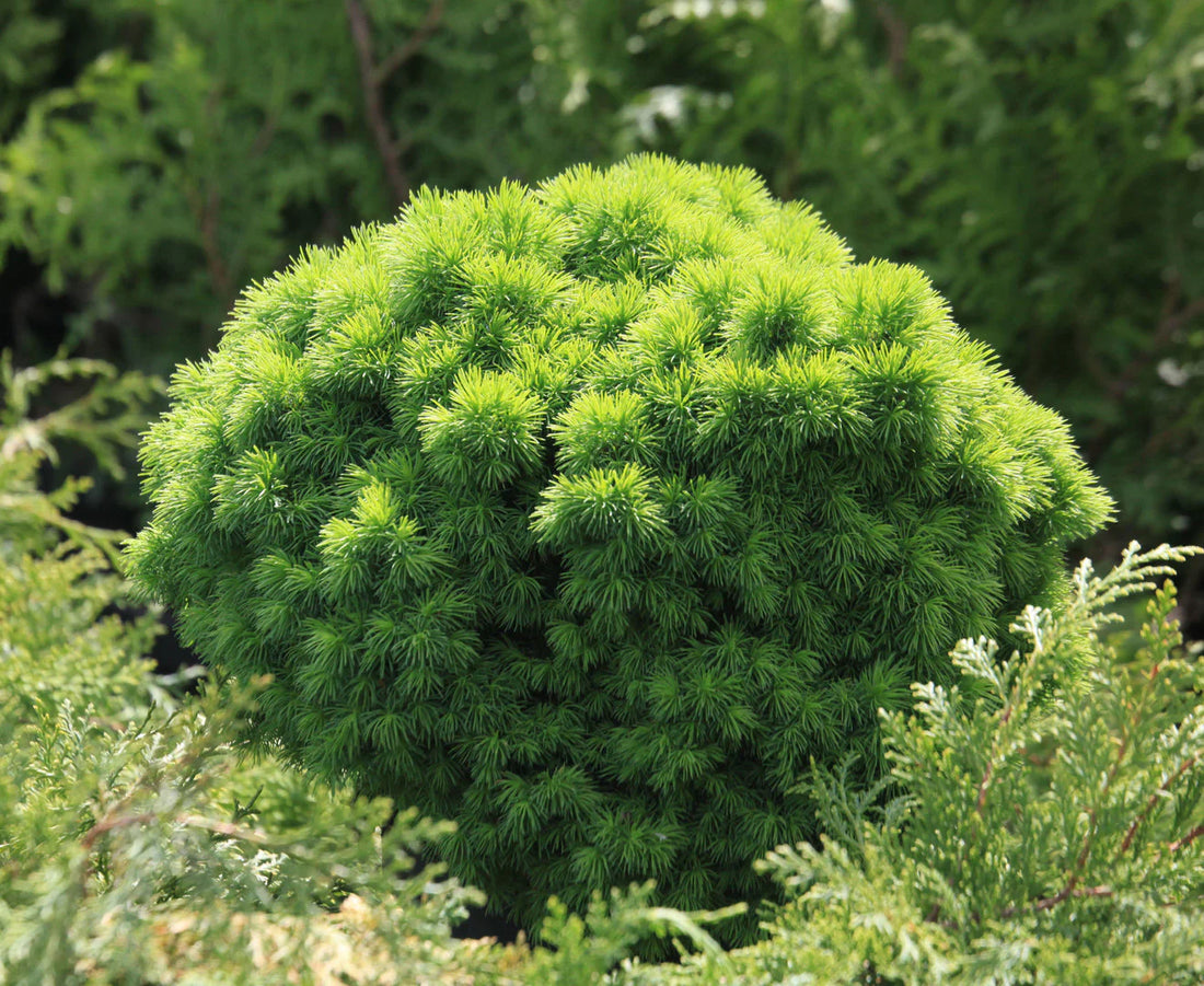Molid canadian "Alberta Globe" 0.20 - 0.30 m / Picea glauca "Alberta Globe"/ by gradina-noastra