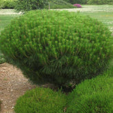 Pin rosu japonez "Alice Verkade" pomisor / Pinus densiflora "Alice Verkade" / - Gradina Noastra