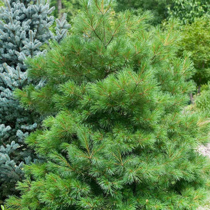 Pin strob / Pinus strobus/ by gradina-noastra