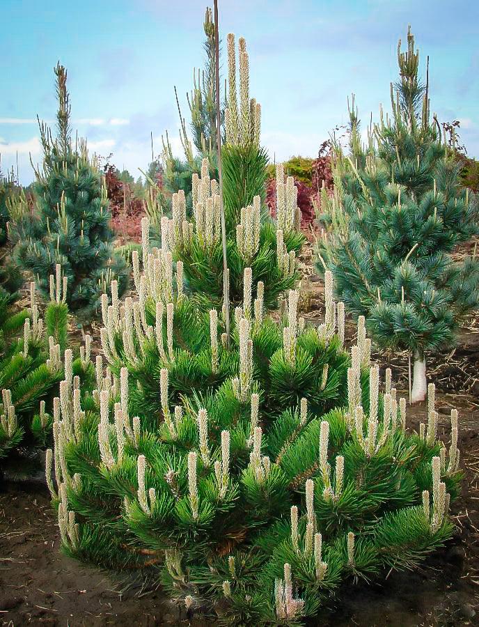 Pin negru &quot;Oregon Green&quot; 1.70 - 2.00 m / Pinus nigra &quot;Oregon Green&quot;  / gradina-noastra