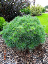 Pin strob "Minima"/ Pinus strobus "Minima" - Gradina Noastra