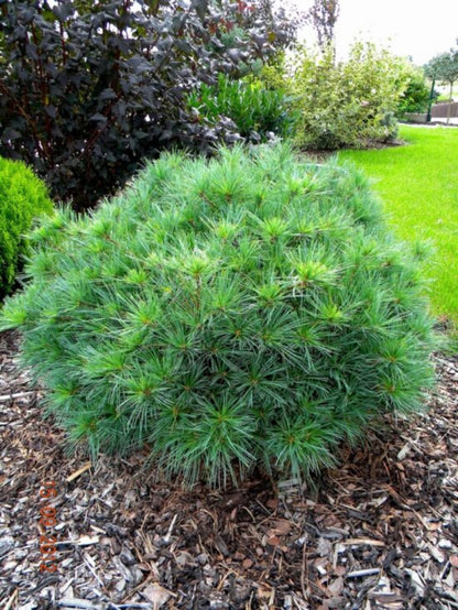 Pin strob "Minima"/ Pinus strobus "Minima" - Gradina Noastra