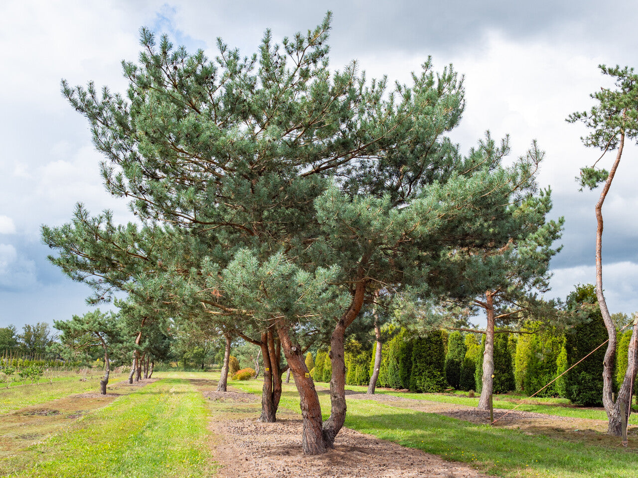 Pin de padure multitulpinal / Pinus Sylvestris /