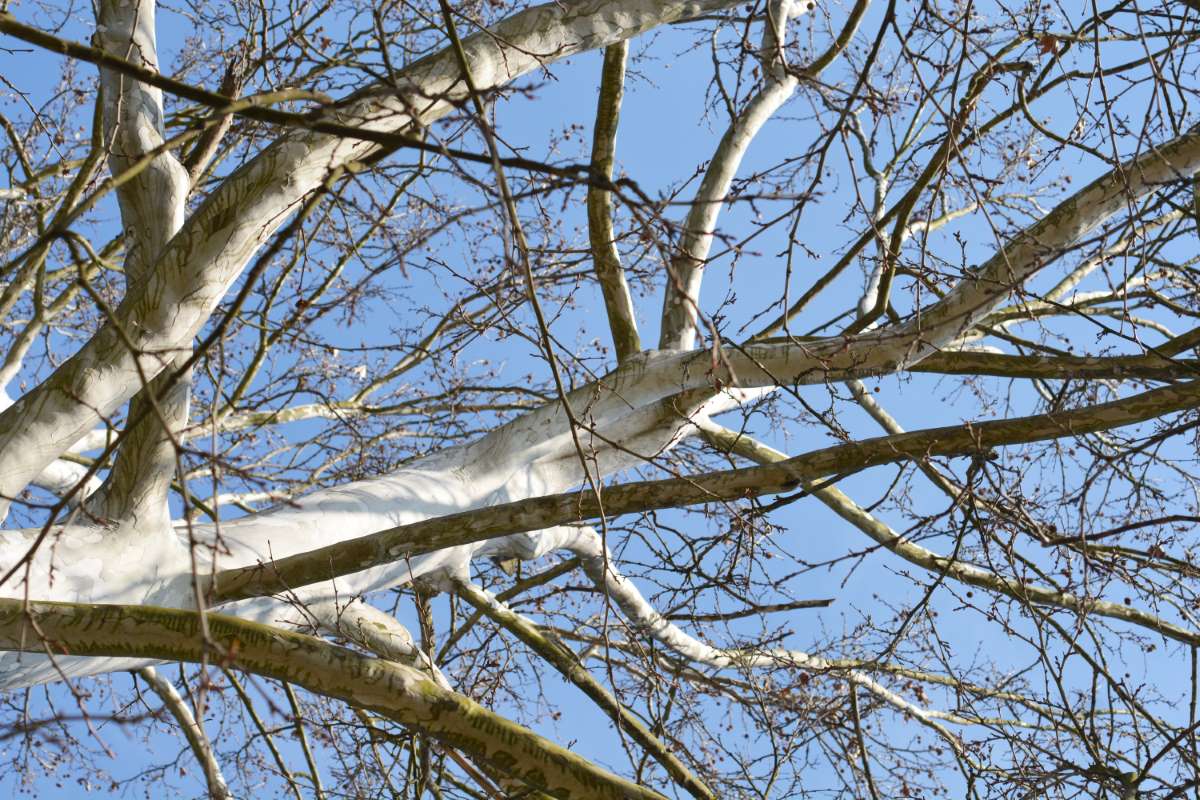 Platan / Platanus x acerifolia / - Gradina Noastra