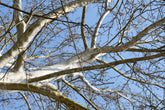 Platan / Platanus x acerifolia / - Gradina Noastra