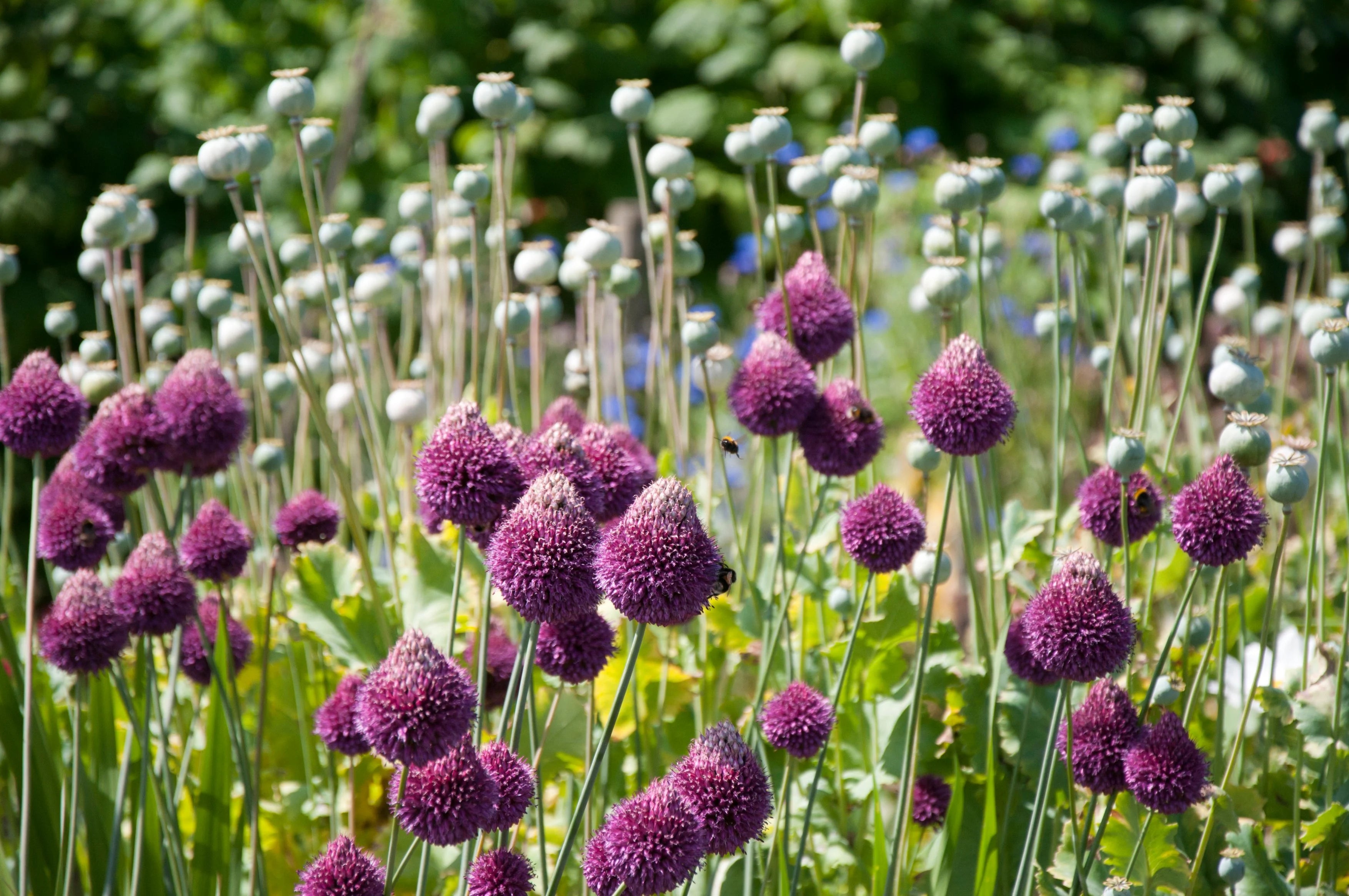 Allium sphaerocephalon