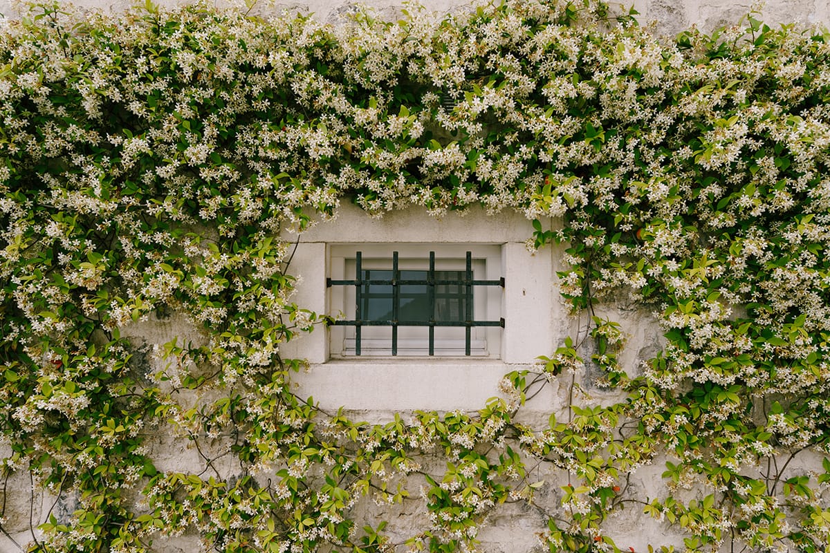 Iasomie stelata mix / Trachelospermum jasminoides /