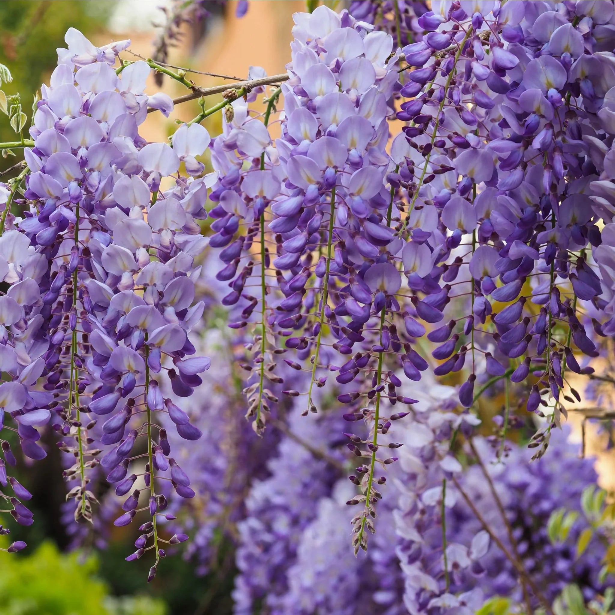 Glicina chinezească arbore / Wisteria chinensis "Prolific" /