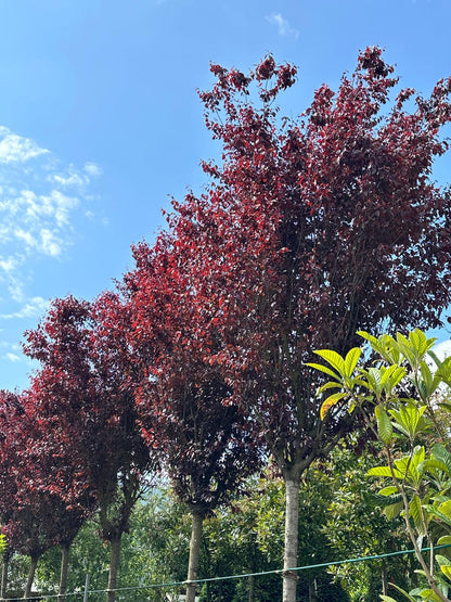 Corcodus rosu "Nigra" arbore /  Prunus cerasifera "Nigra" /