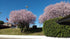 Corcodus rosu "Pissardii" tufa / Prunus cerasifera "Pisardii" / - Gradina Noastra