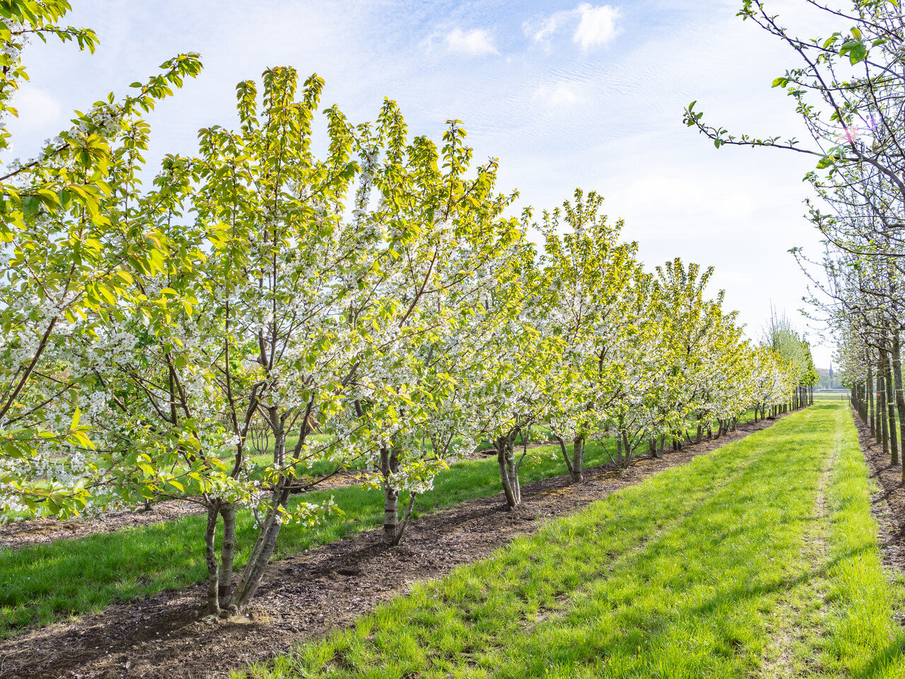 Cires "Lapins" / Prunus avium "Lapins" /