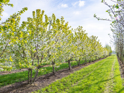 Cires "Lapins" / Prunus avium "Lapins" /