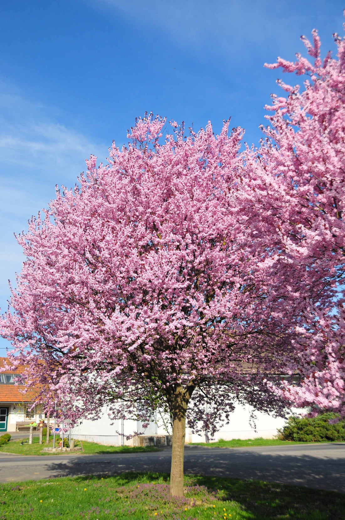 Corcodus rosu "Nigra" arbore /  Prunus cerasifera "Nigra" /