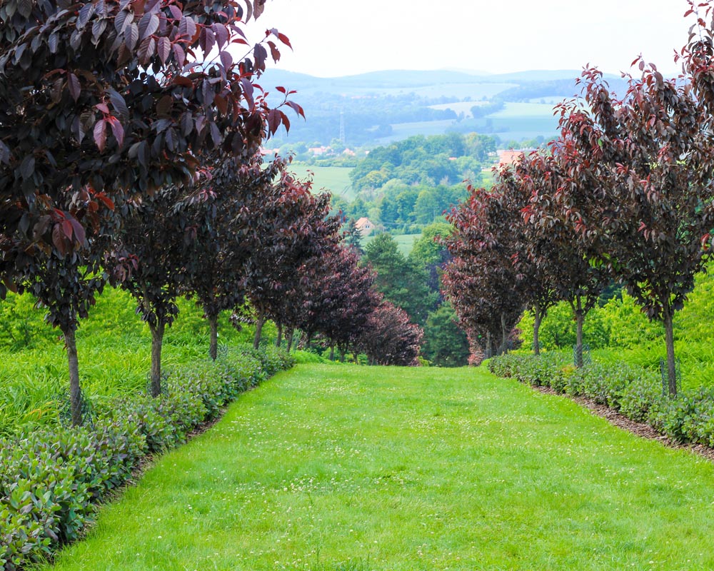 Cires japonez "Royal Burgundy" / Prunus serrulata "Royal Burgundy" / - Gradina Noastra