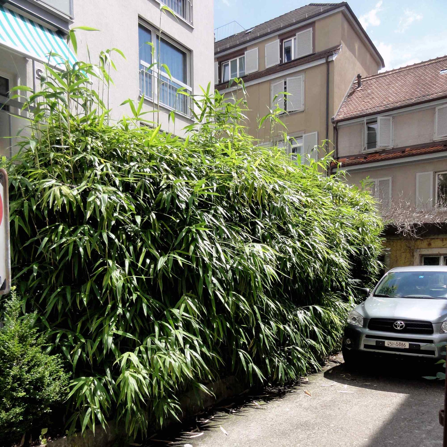 Bambus vesnic verde / Bambusa metake /