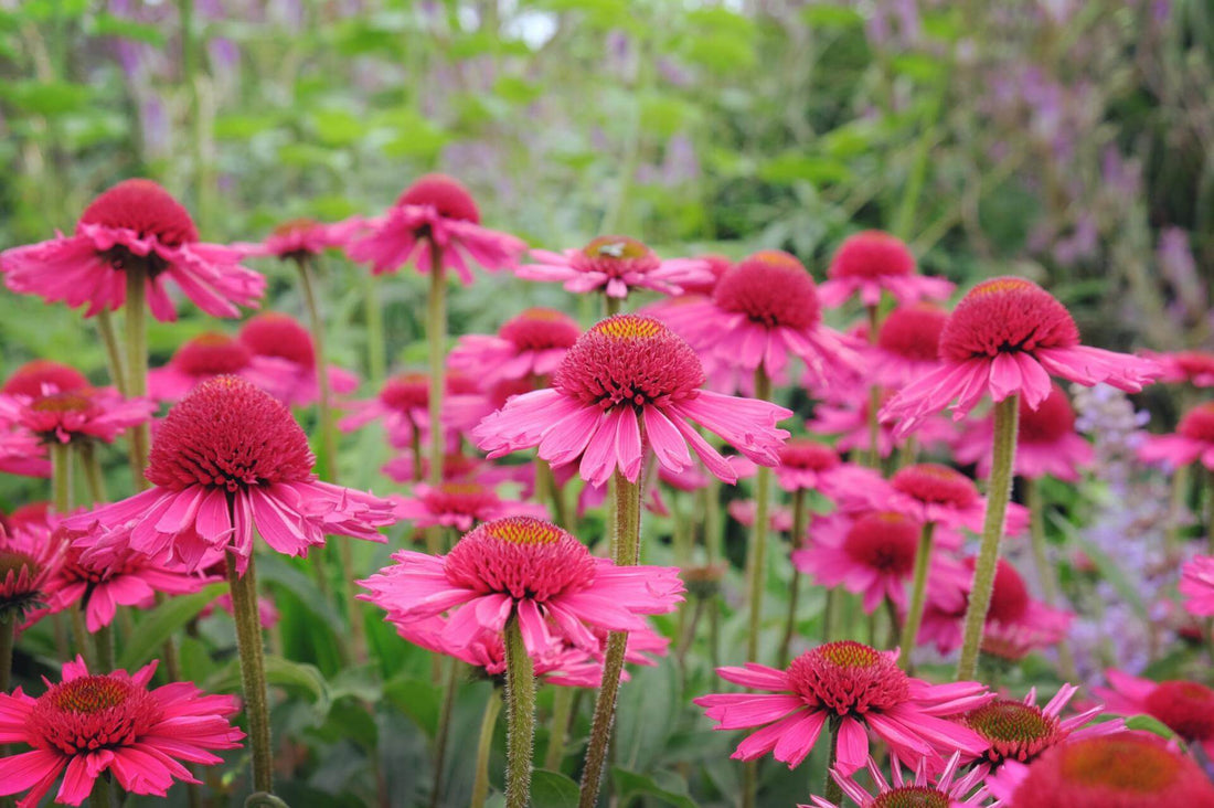 Echinacea purpurea &