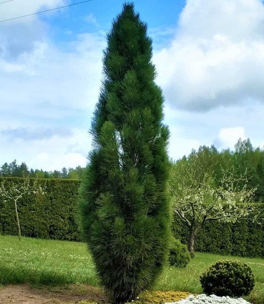 Pin negru "Green Tower" / Pinus nigra "Green Tower"  /