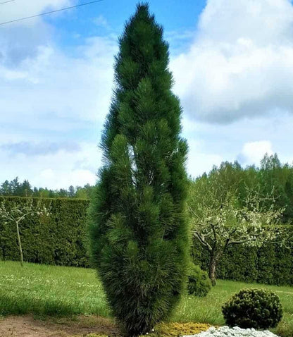 Pin negru "Green Tower" / Pinus nigra "Green Tower"  /
