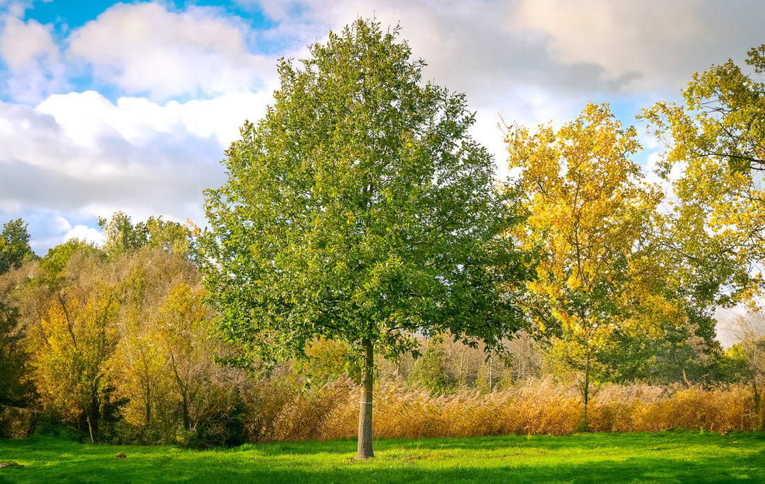 Stejar pedunculat / Quercus robur /