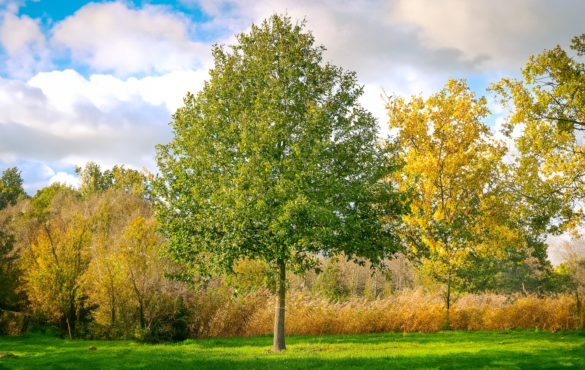 Stejar pedunculat / Quercus robur /